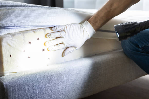 Best Affordable Pest Control Services  in Thurmont, MD